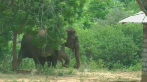 سيريلانكا : أنثى فيل غاضبة تهاجم قرويين لتحمي صغيرها