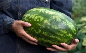 6 خطوات لاختيار أفضل أنواع البطيخ