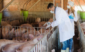 فيتنام تعدم 1.2 مليون خنزير وسط تفش لحمى الخنازير الأفريقية