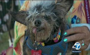 كلب يحمل اسم ” سكامب ترامب ” يفوز في مسابقة أقبح الكلاب بالعالم