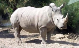 نجاح تجربة علمية لإنقاذ وحيد القرن من الانقراض