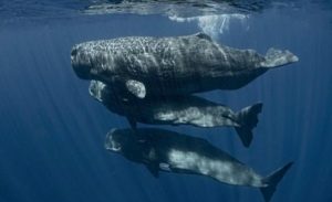 كيف تتواصل الحيتان ؟ باحثة تكشف أسراراً فريدة