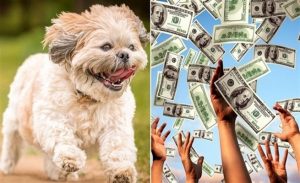 أمريكي يربح مليون دولار بفضل كلبه !