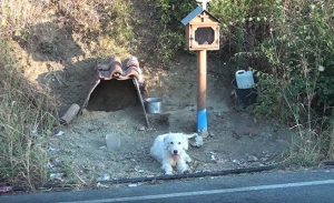 كلب ينتظر صاحبه عام و نصف في المكان نفسه ! ( فيديو )