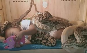 طفلة أندونيسية تشاهد التلفاز في أحضان ثعابين ضخمة ! ( فيديو )
