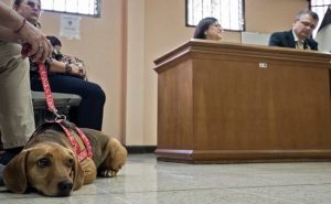 أول قضية سوء معاملة كلب تحال إلى المحاكمة في أميركا اللاتينية