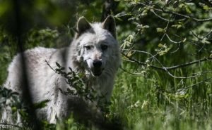 كندا : رجل ينقذ عائلة بأكملها من ذئب هاجمهم منتصف الليل