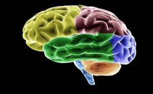 علماء : هذه المهنة تسبب تقلص حجم الدماغ !