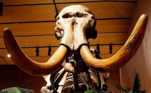 تركيا : اكتشاف جمجمة ” ماموث ” عمرها 7 ملايين سنة
