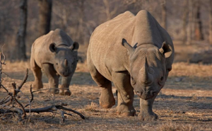 نقل 9 من وحيد القرن الأسود النادر إلى تنزانيا ضمن خطة لزيادة أعداده