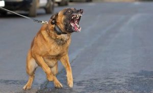 الإمارات : السجن 13 عاماً لخليجي أطلق كلبه المفترس على الشرطة