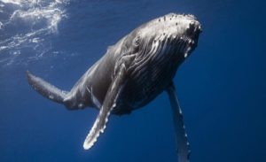 ” قلب الحوت الأزرق ” .. العلماء يكتشفون سر أكبر كائن على الأرض