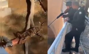 نمر ينهش سودانياً في حديقة حيوانات بالسعودية‎ ( فيديو )
