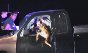 قفزة مذهلة .. كلب يخترق نافذة سيارة ليمسك بمطلوب هارب ( فيديو )