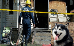 كلب يتسبب بحريق منزل في أمريكا