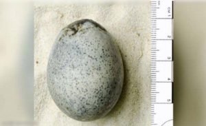 علماء يعثرون على بيض عمره 1700 عام .. ثم يكسروه بالخطأ !