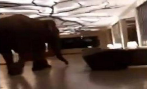 في سيريلانكا .. ” فيل ” ضخم يتجول داخل فندق ! ( فيديو )