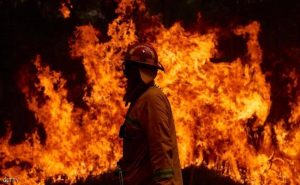 بعد 40 عاماً .. ” الشجرة الخادعة ” تقتل رجل إطفاء في أستراليا