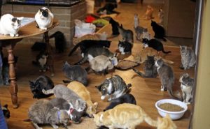 امرأة روسية عاشت في بيتها مع 130 قطة .. قبل أن تقع المأساة