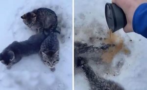 رجل ينقذ 3 قطط صغيرة من الموت بكوب قهوة ( فيديو )