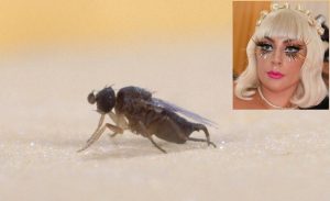 إطلاق اسم ” ليدي غاغا ” على نوع جديد من الحشرات