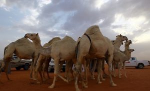 السعودية : السيول تجرف قطيعاً من أجود سلالات الإبل