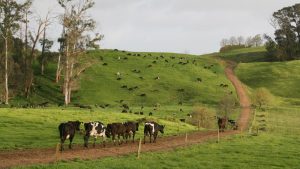 نيوزيلندا : قرار بحظر تصدير الأبقار الحية بسبب مخاوف من المس برفاهيتها ( فيديو )