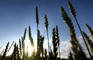 وزير الزراعة الألماني يحث على مساعدة أوكرانيا في تصدير القمح