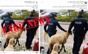 حقيقة خبر ” مصادرة الشرطة الألمانية خرافاً من سوري كان يحاول ذبحها بنفسه في عيد الأضحى “