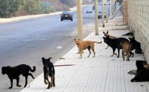 المئات من حالات العض .. الكلاب الشاردة تهدد حياة المدنيين في محافظة سورية