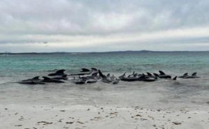أستراليا : نفوق أكثر من 50 حوتاً على الشاطئ