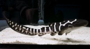 فصيل نادر .. ولادة سمكة قرش بـ ” جلد حمار وحشي ” في حوض مائي بهولندا ( فيديو )