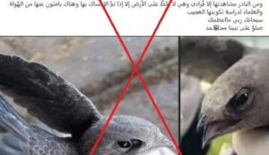 حقيقية صور ” طيور الأبابيل ” المتداولة عبر مواقع التواصل