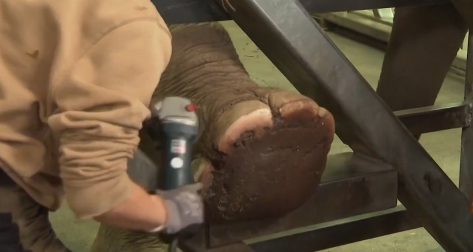 عناية خاصة بأقدام الفيلة في حديقة حيوان ألمانية ( فيديو )