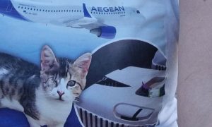 سي إن إن : قطة مفقودة منذ أكثر من شهر خلال نقلها إلى ألمانيا .. كابوس الاضطرار لنقل حيوانك الأليف على متن طائرة