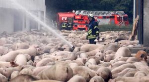 ألمانيا : نفوق آلاف الخنازير في حريق كبير بمنشأة للتسمين