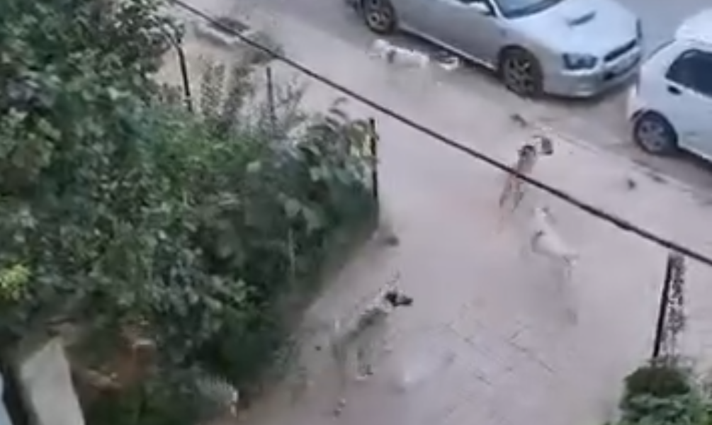 كلاب شاردة تقض مضاجع منطقة في دمشق ( فيديو )