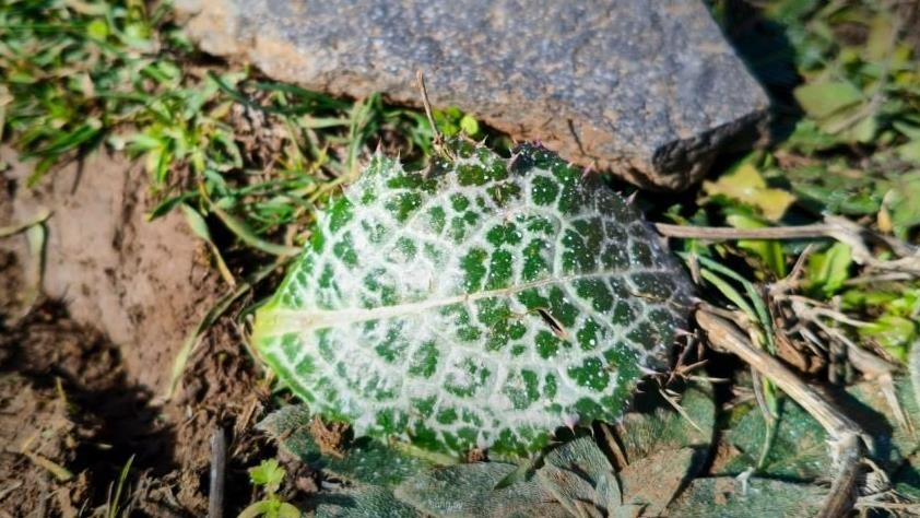 طيران إسرائيلي يرش “مواد مجهولة” على أراض زراعية في القنيطرة – عكس السير