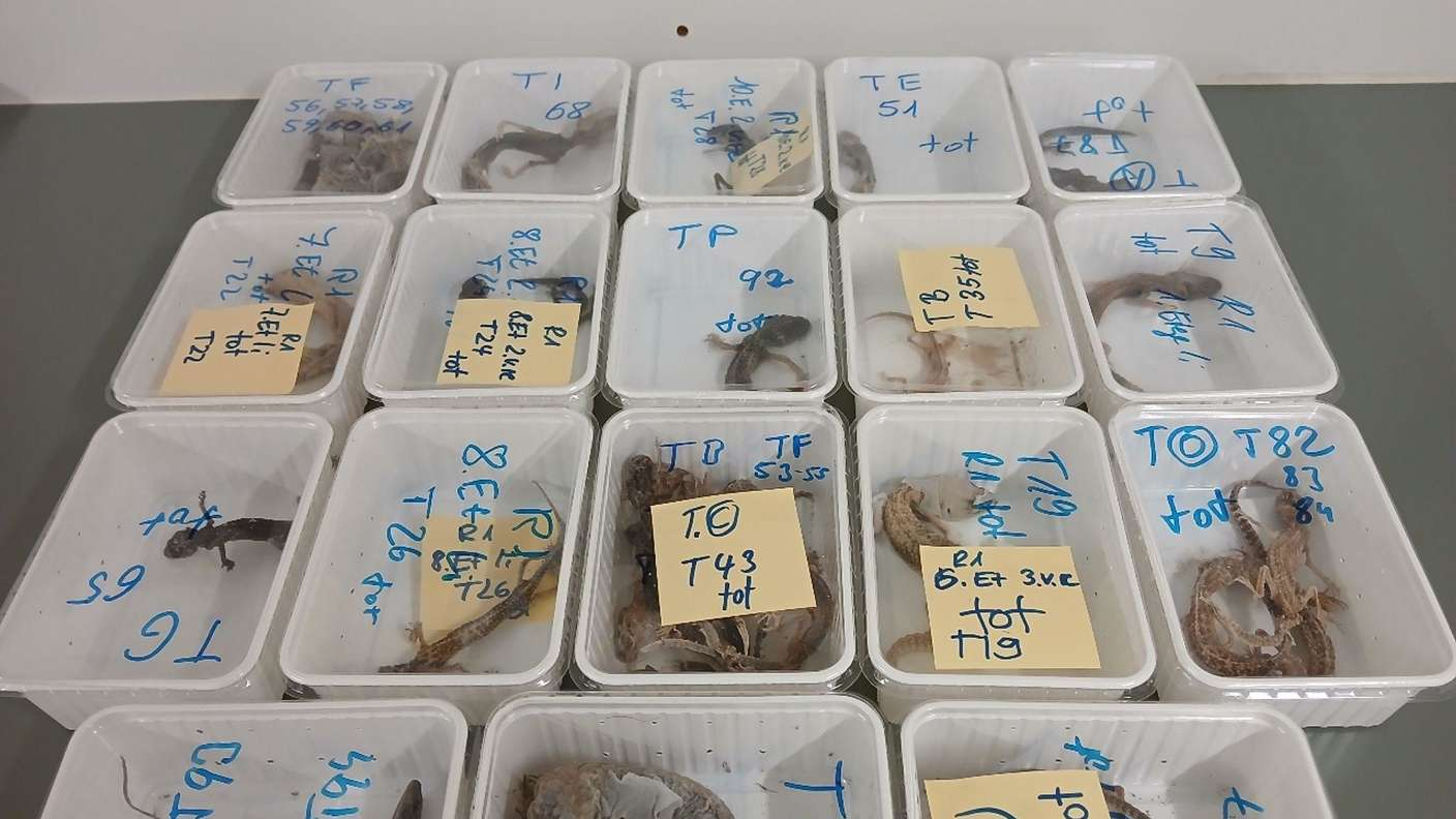 ألمانيا : العثور على 96 ” أبو بريص ” في ظروف ” لا تحتمل ” .. نفوق 32 منها واتهام المالك بانتهاك قانون حماية الحيوانات – عكس السير