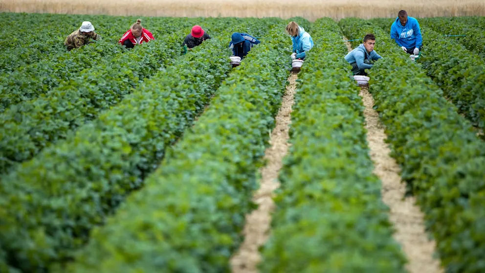 فوضى في نظام الهجرة العمالية بألمانيا .. السلطات تفقد السيطرة على تتبع العمال المؤقتين – عكس السير