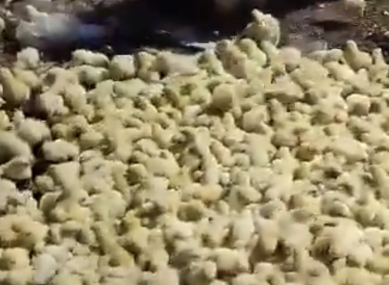 Idlib Chicks Destroyed Sparks Debate